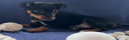 Miniature Pinscher dogs for sale: Megan - Ad 9