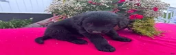 Mixed Breed dogs for sale: Leo - Ad 2