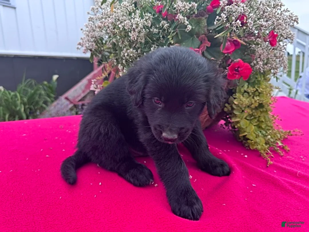 Mixed Breed dogs for sale: Leo - Ad 2