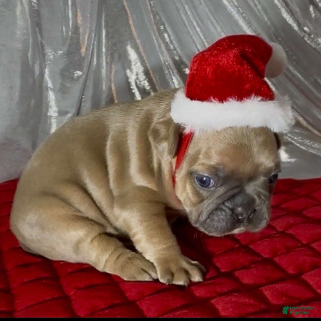 French Bulldog dogs for sale: Walter - Ad 8
