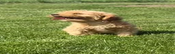 Cavapoo dogs for sale: Alex - Ad 3