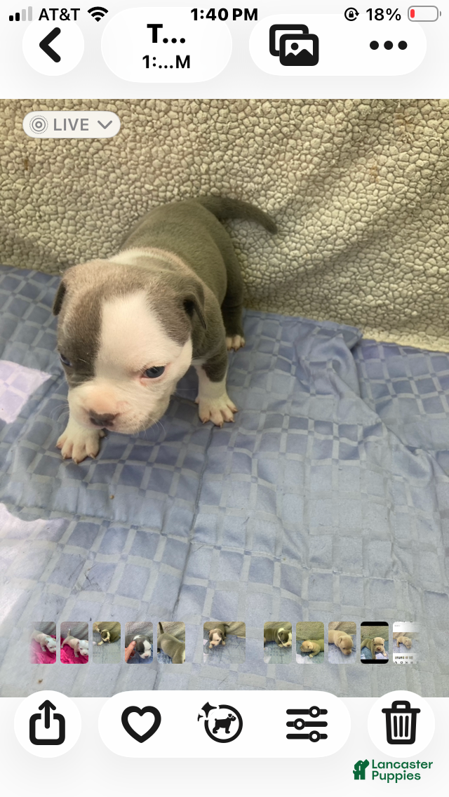 American Bully dogs American Bully Puppy 1 - Ad 1