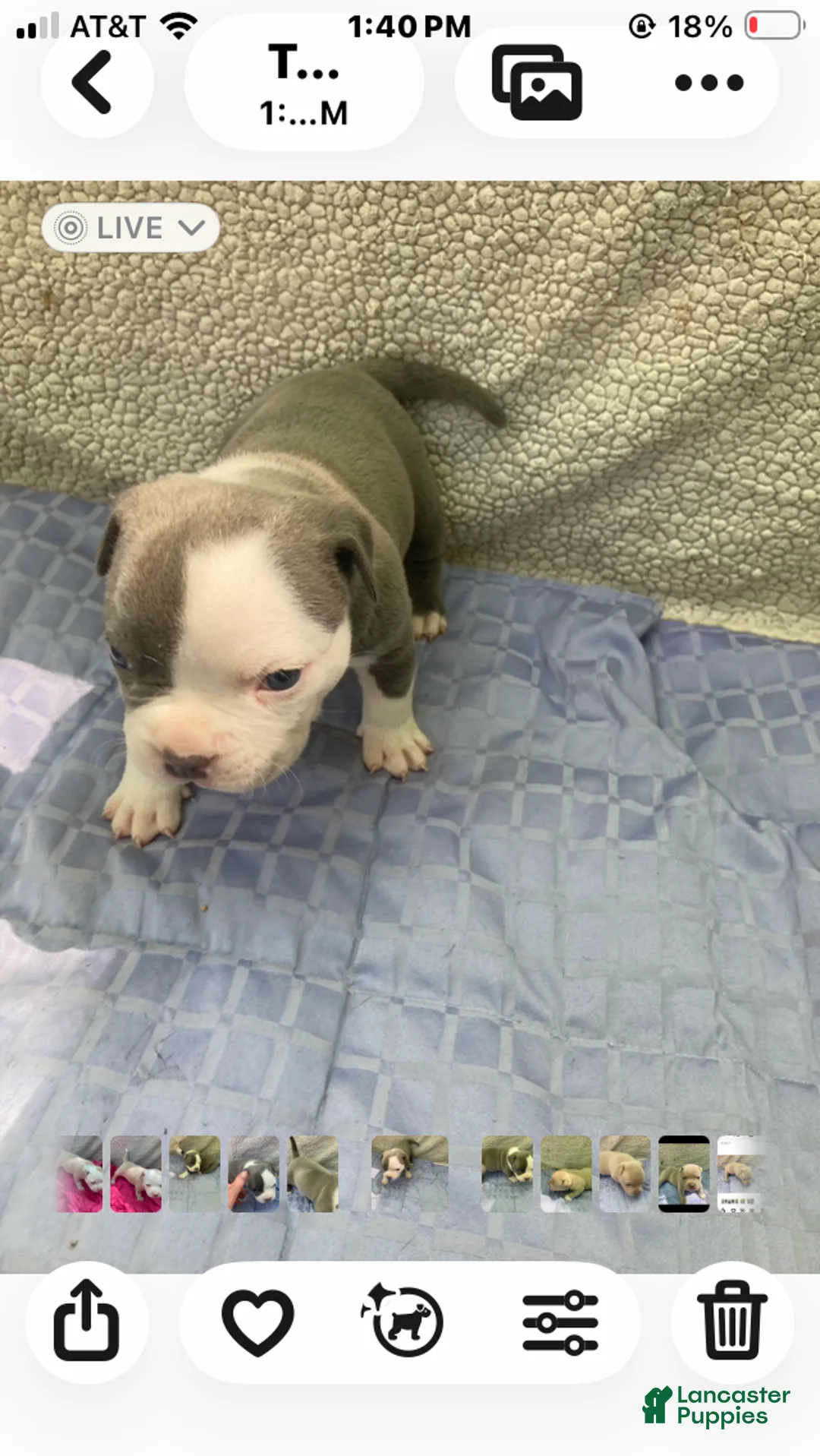 American Bully dogs for sale: American Bully Puppy 1 - Ad 1