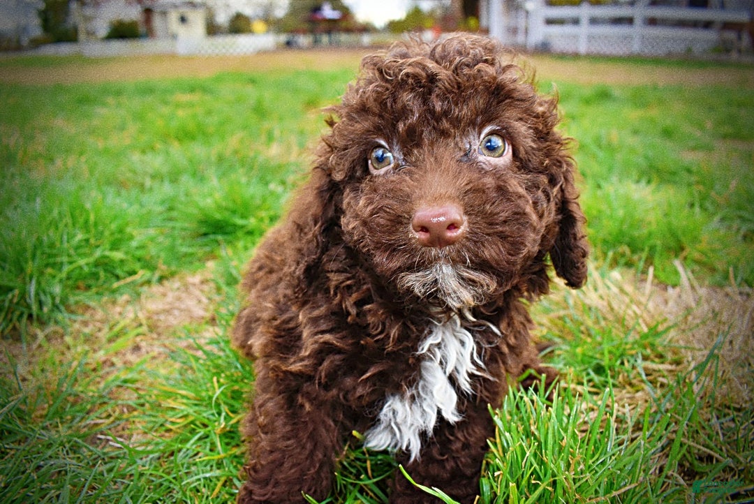 Havapoo dogs for sale: Muppet - Ad 11