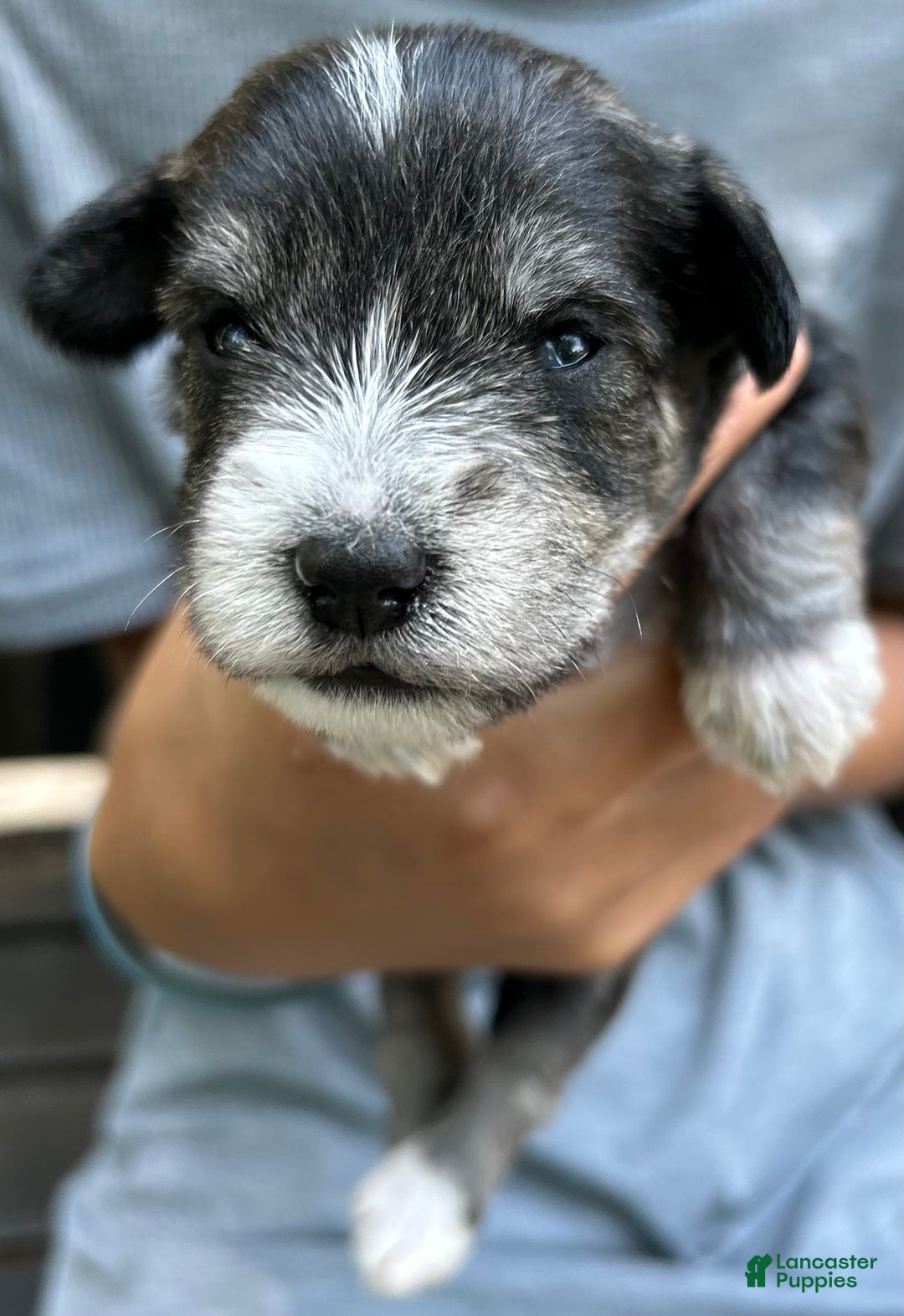 Miniature Schnauzer dogs for sale: Dash - Ad 1