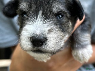 Miniature Schnauzer dogs Dash - Ad 20