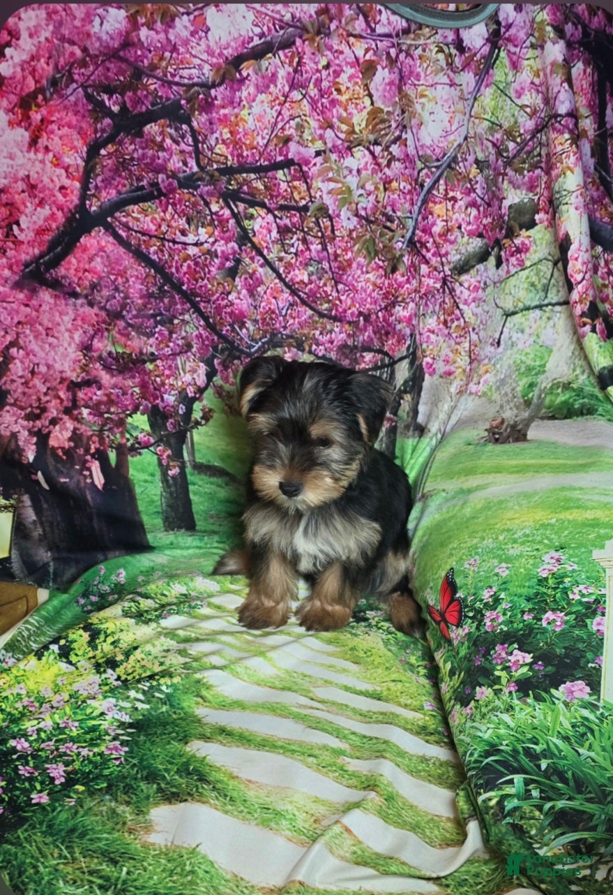 Yorkshire Terrier dogs for sale: Blue - Ad 2