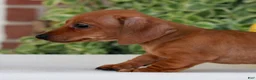 Miniature Dachshund dogs for sale: Butterscotch  - Ad 4