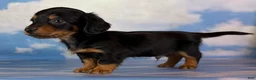 Miniature Dachshund dogs for sale: AKC Vince LH Parents DNA & CHIC choc carrier  - Ad 10