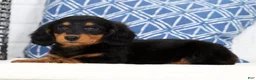 Miniature Dachshund dogs for sale: Harley - Ad 2