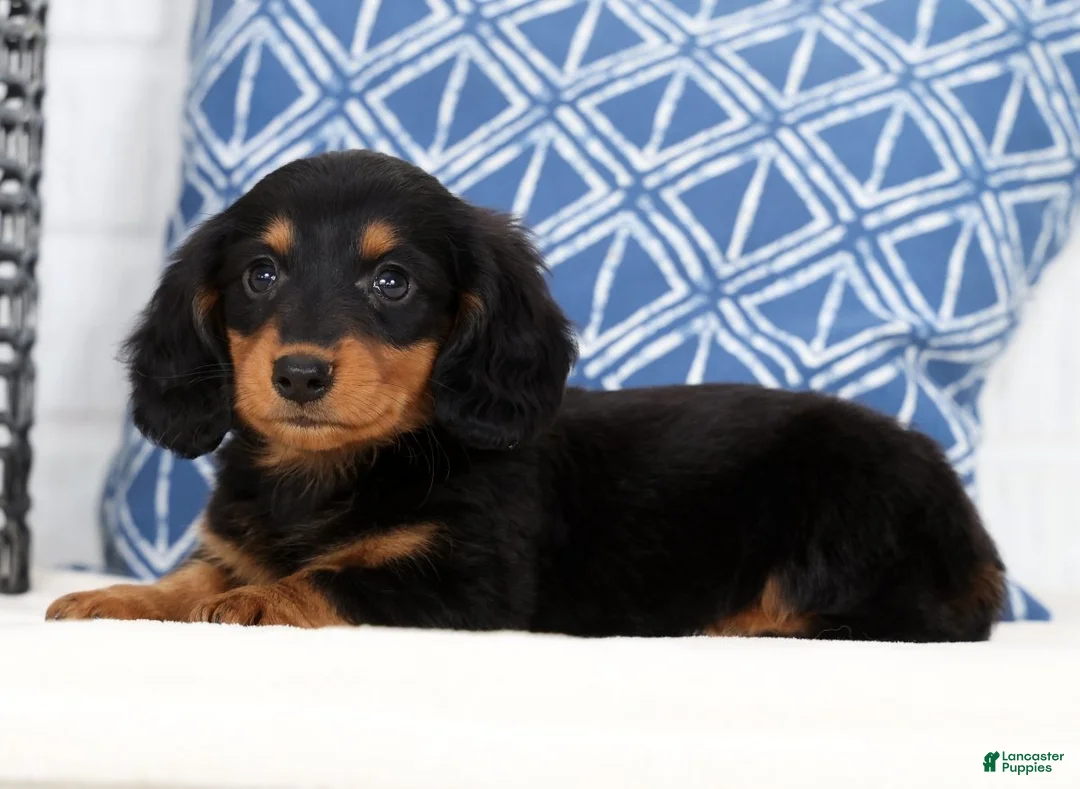 Miniature Dachshund dogs for sale: Harley - Ad 2