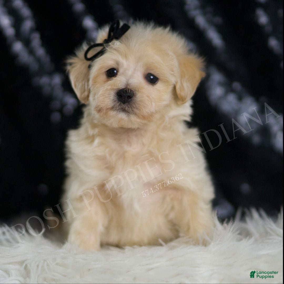 Maltipoo dogs Chesnut - Ad 1