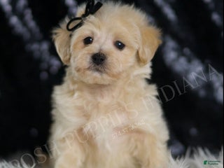 Maltipoo dogs - Ad 23