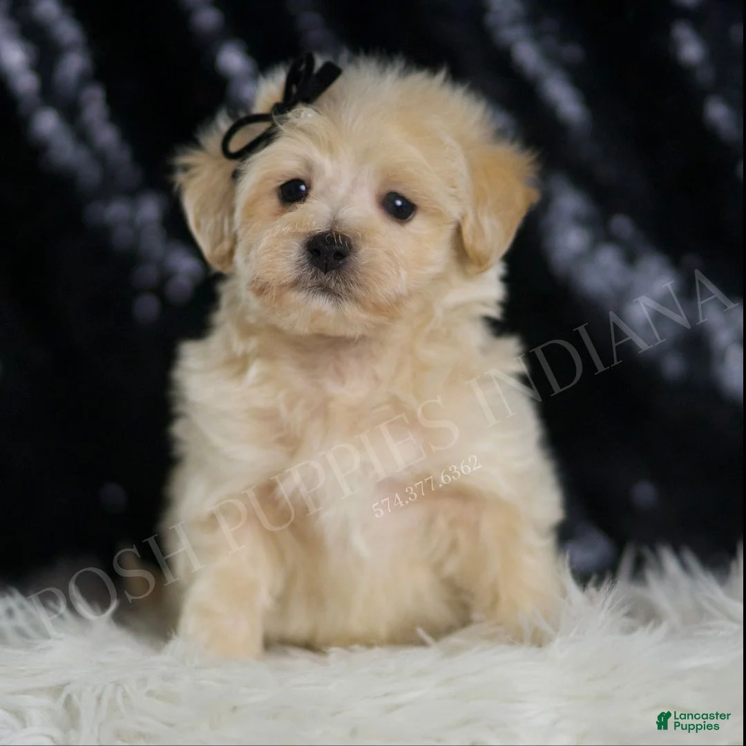 Maltipoo dogs for sale: Chesnut - Ad 1