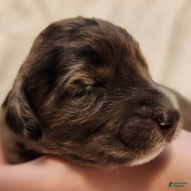 Mini Aussiedoodle dogs for sale: Daisy_Female Blue Merle - Ad 10