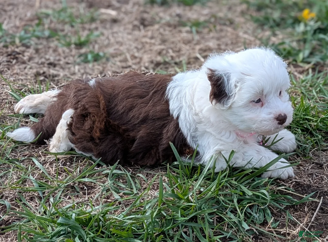 Aussiedoodle dogs for sale: Aussiedoodle Puppy 4 - Ad 2
