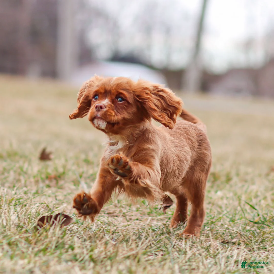 Cavalier King Charles Spaniel dogs for sale: Colsen - Ad 1