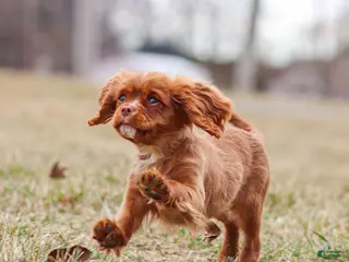 Cavalier King Charles Spaniel dogs for sale: Colsen - Ad 3