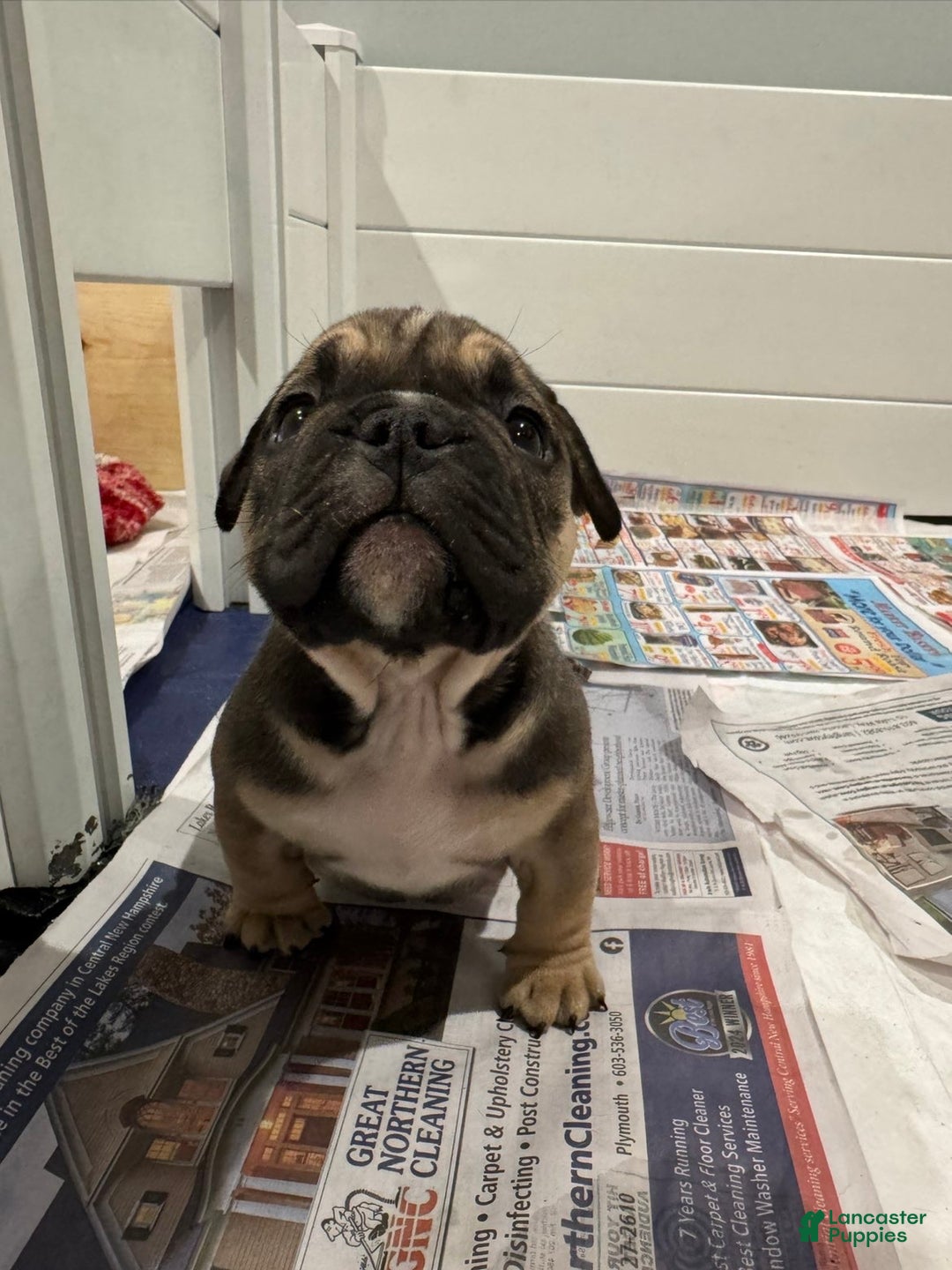 American Bully dogs for sale: American Bully Puppy 2 - Ad 1