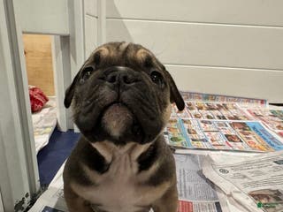 American Bully dogs American Bully Puppy 2 - Ad 34