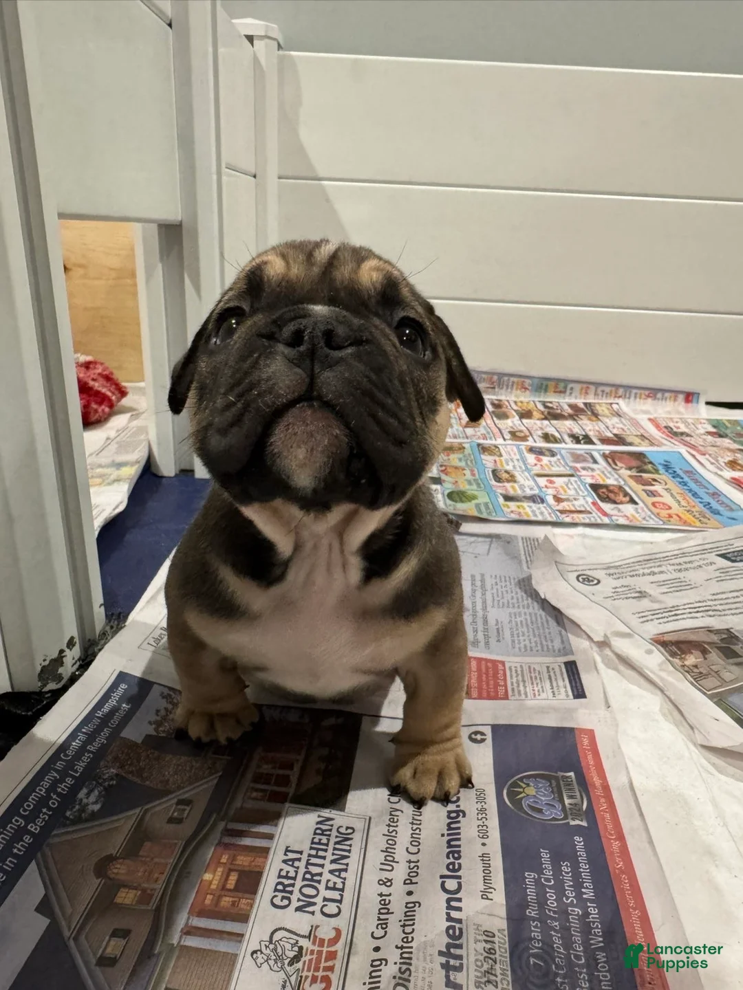American Bully dogs for sale: American Bully Puppy 2 - Ad 1
