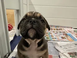 American Bully dogs American Bully Puppy 2 - Ad 29