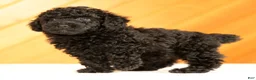 Toy Poodle dogs for sale: Demi - Ad 6