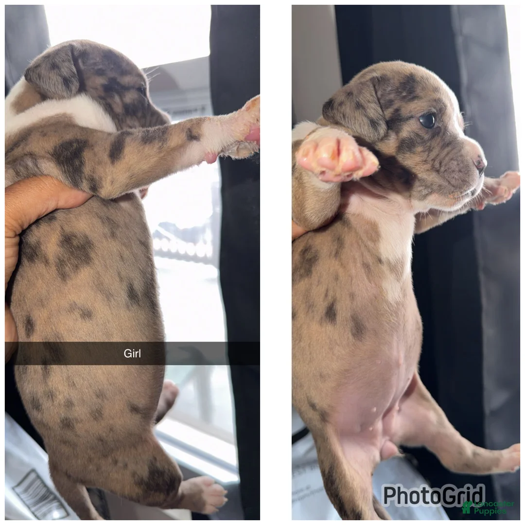 Mixed Breed dogs for sale: Mixed Breed Puppy 6 - Ad 1
