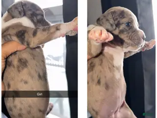 Mixed Breed dogs Mixed Breed Puppy 6 - Ad 27