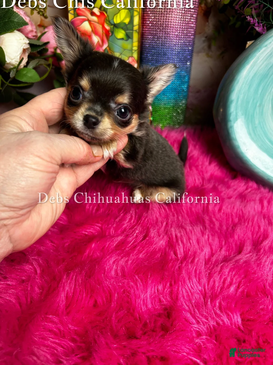 Chihuahua dogs for sale: Little Gizmo - Ad 4