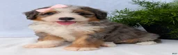 Mini Bernedoodle dogs for sale: Mini Emmie  - Ad 2