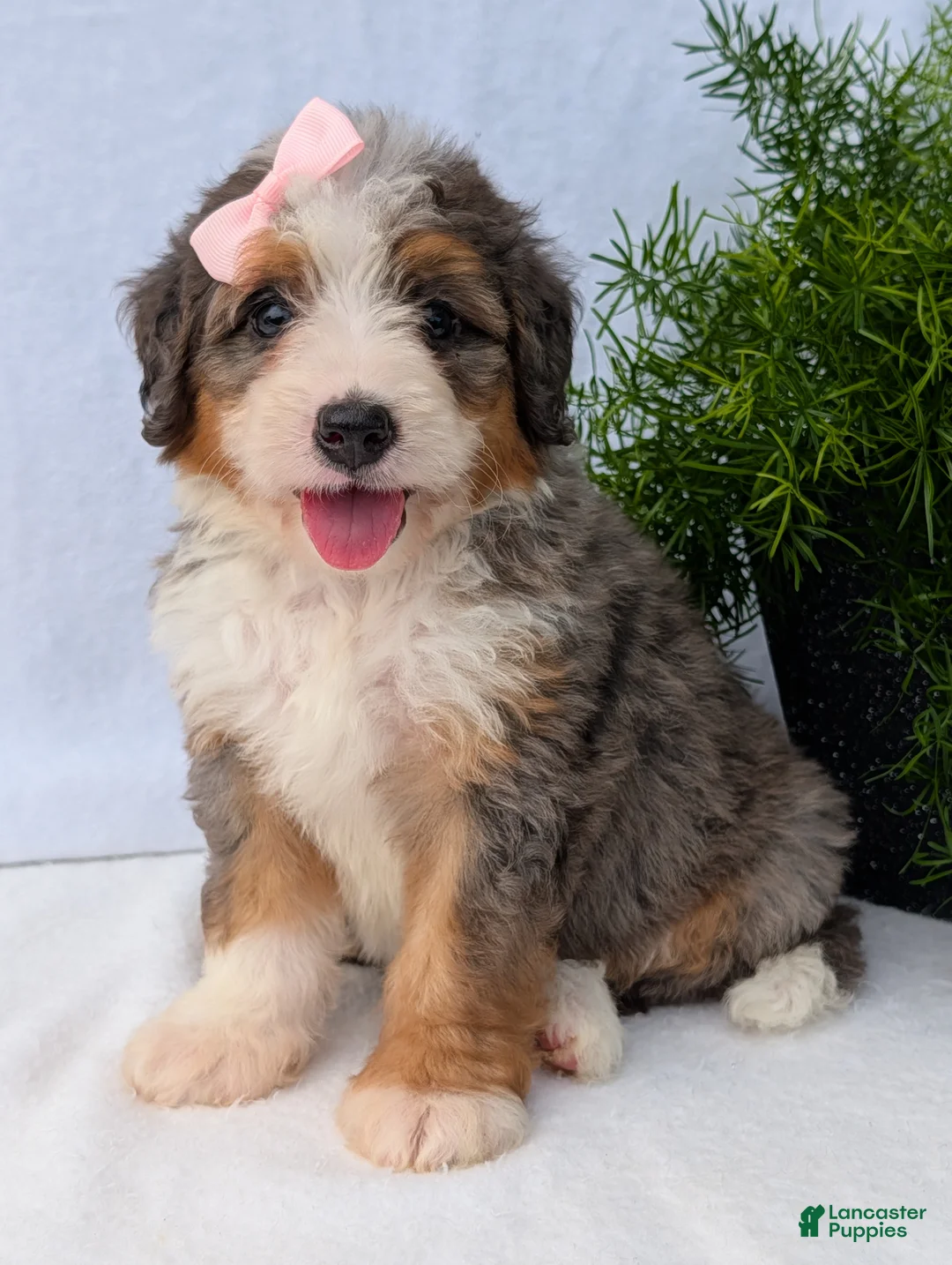 Mini Bernedoodle dogs for sale: Mini Emmie  - Ad 2
