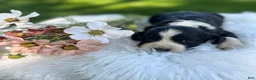 English Springer Spaniel dogs for sale: Duchess - Ad 1