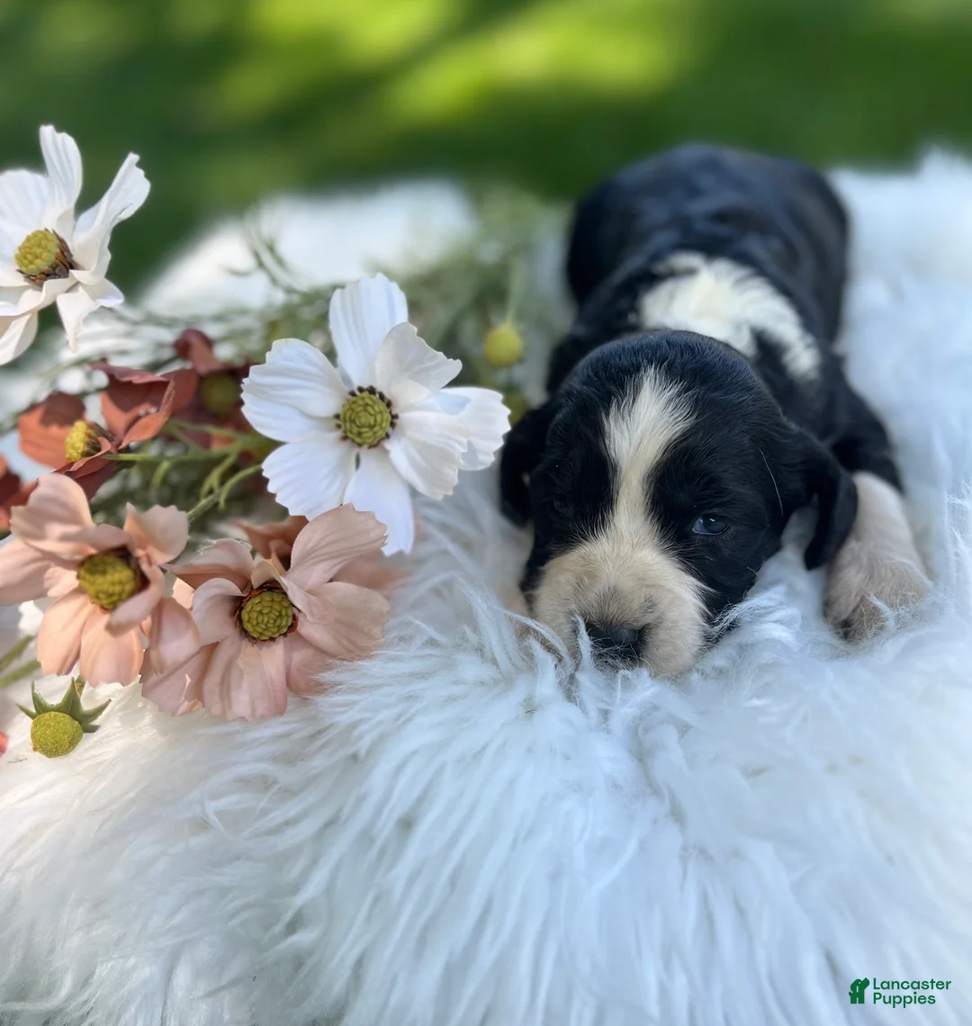 English Springer Spaniel dogs for sale: Duchess - Ad 1