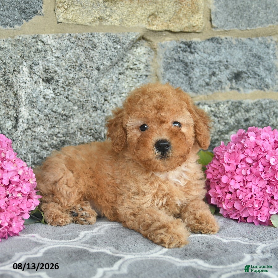 Miniature Poodle dogs Isaac  - Ad 1