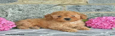 Isaac 