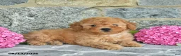 Miniature Poodle dogs for sale: Isaac  - Ad 1