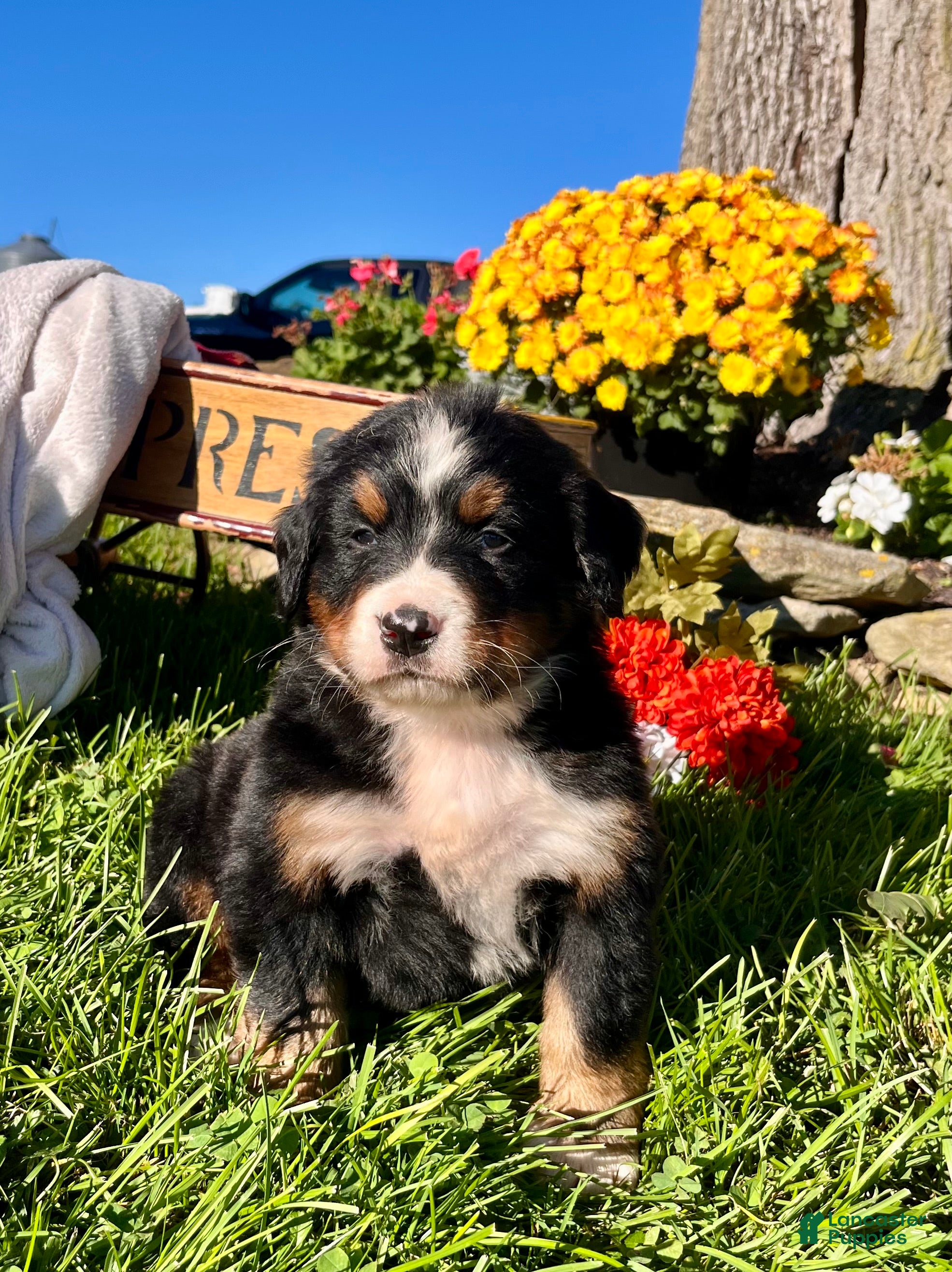 Bernese Mountain Dog dogs Roger❤️AKC Genetic Tested American Champion - Ad 1