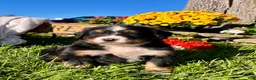 Bernese Mountain Dog dogs for sale: Roger❤️AKC Genetic Tested American Champion - Ad 1