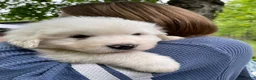 Great Pyrenees dogs for sale: Moose - Ad 5