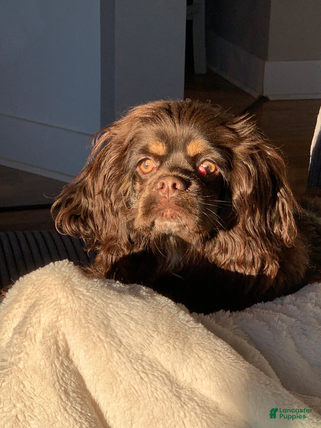 Cocker Spaniel dogs for sale: Cocker Spaniel Puppy 6 - Ad 2