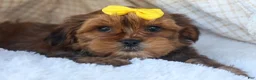 Shorkie dogs for sale: RANDY - Ad 11