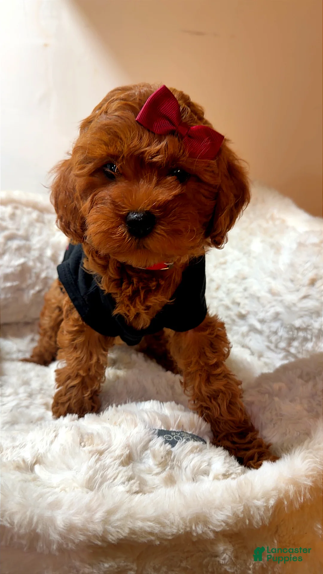 Toy Poodle dogs for sale: Sage  - Ad 1