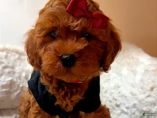 Toy Poodle dogs Sage - Ad 5