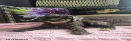 Miniature Poodle dogs for sale: Tessa - Ad 2