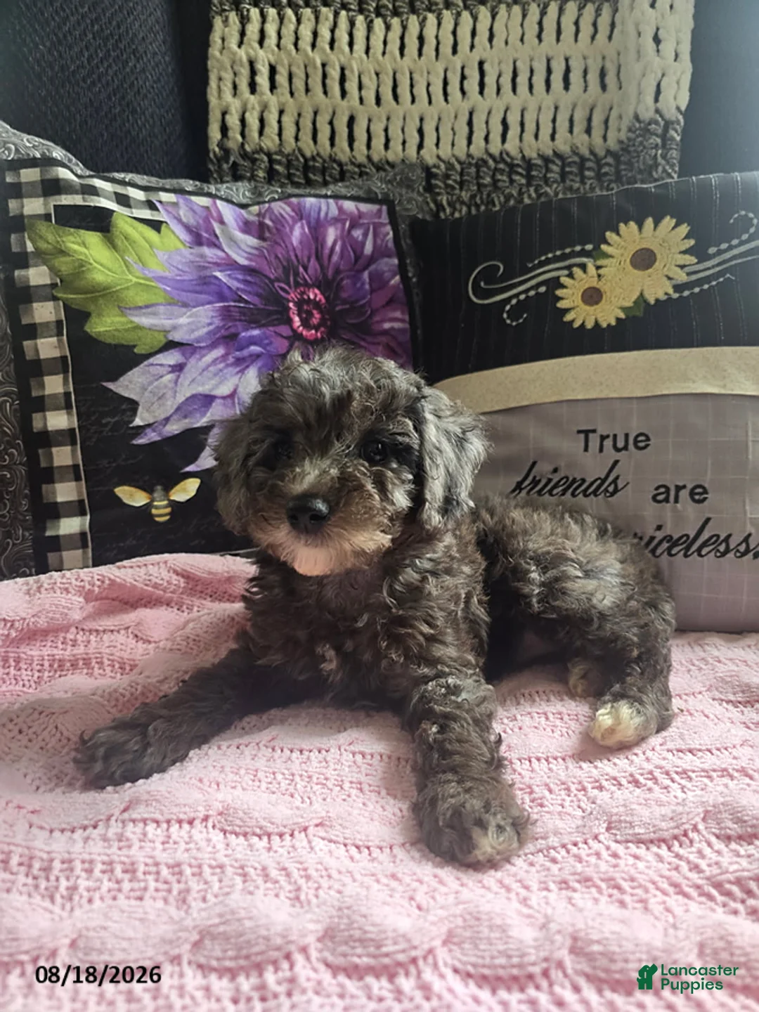 Miniature Poodle dogs for sale: Tessa - Ad 2