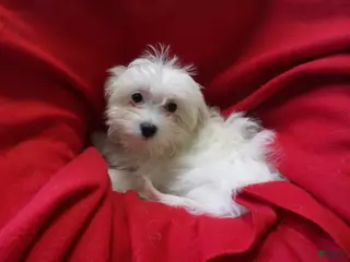 Maltese dogs Maltese Puppy 2 - Ad 17