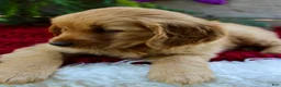 Golden Retriever dogs for sale: Allie - Ad 3