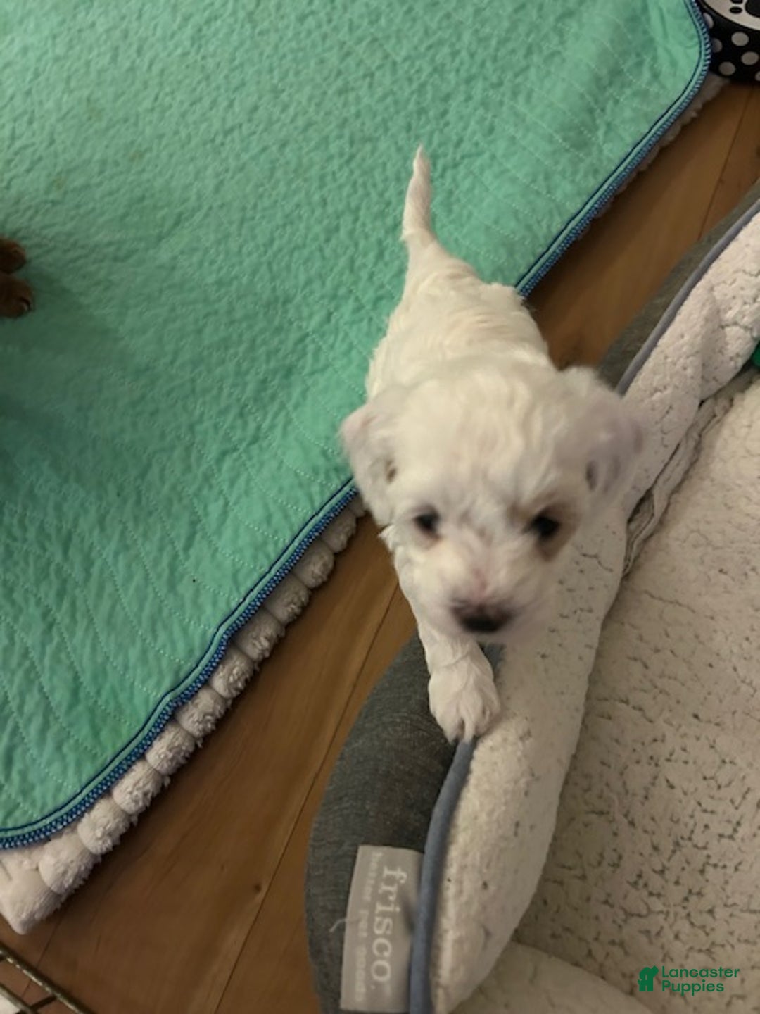 Maltipoo dogs for sale: Maltipoo Missy - Ad 3