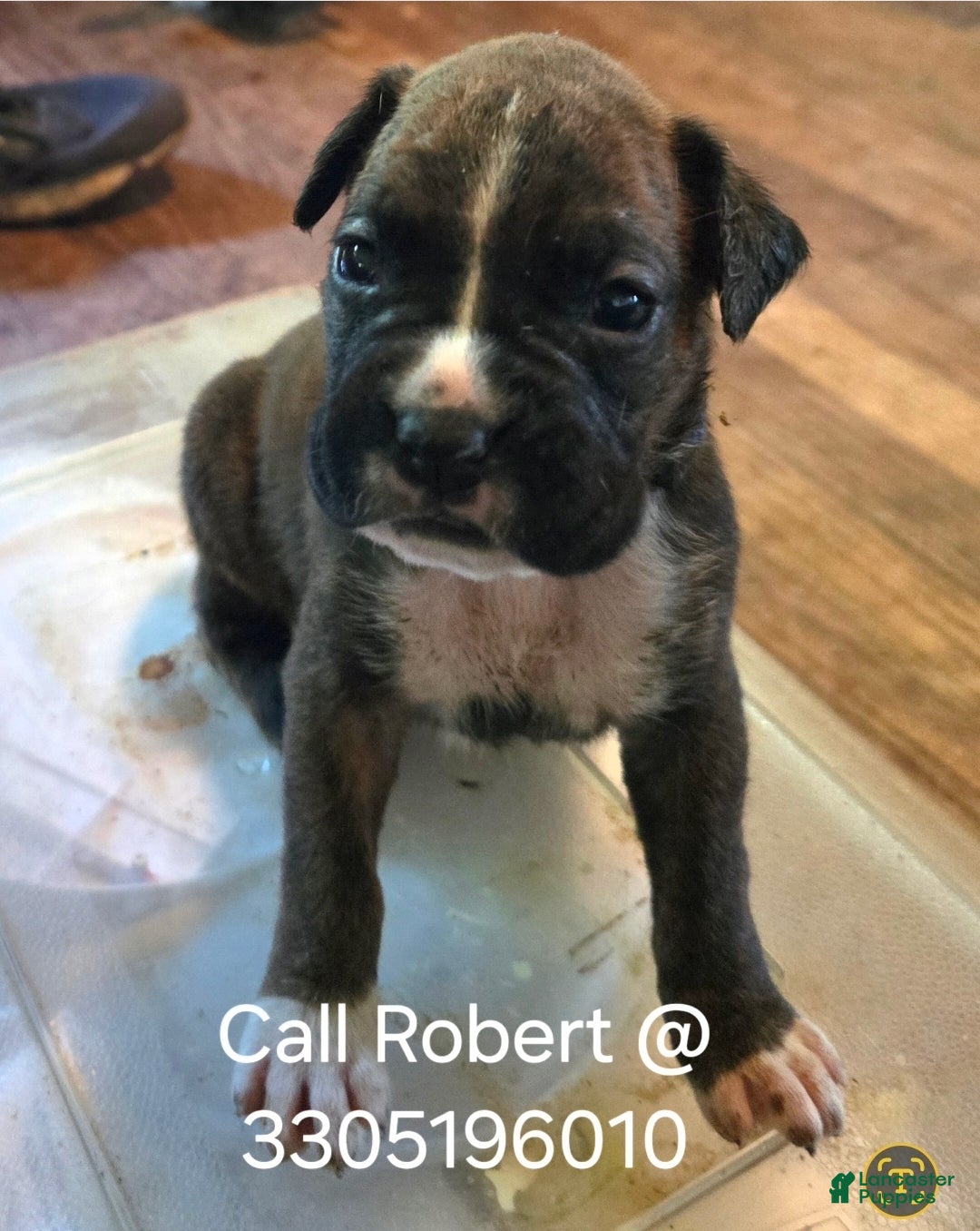 Boxer dogs Boxer Puppy 4 - Ad 2
